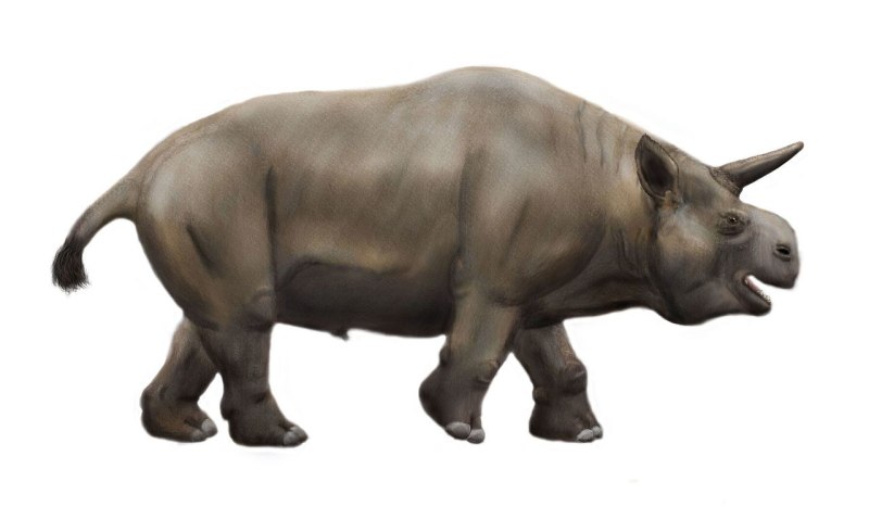 Trigodon gaudryi