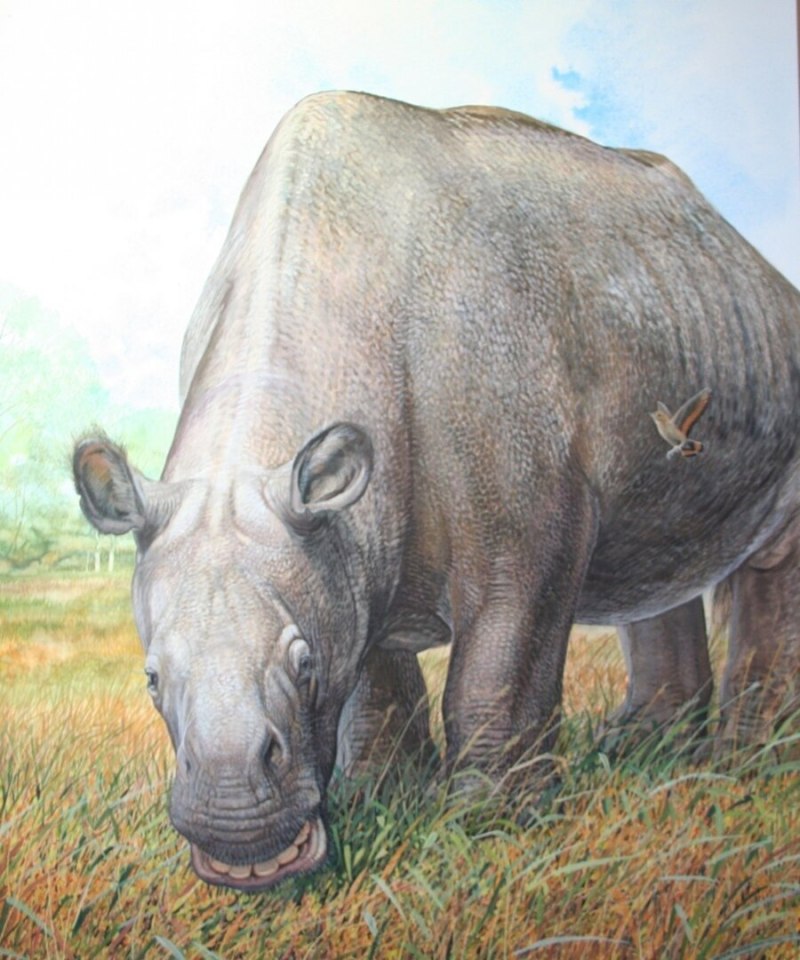 Toxodon darwinii