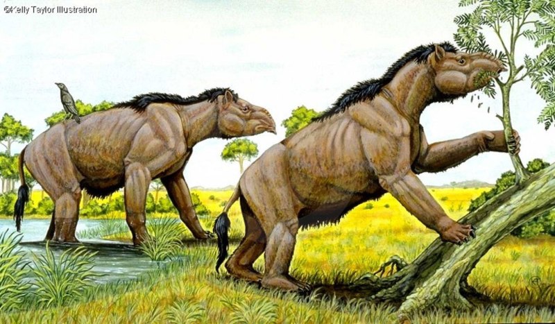 Homalodotherium cunninghami