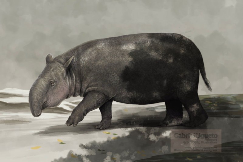 Granastrapotherium snorki