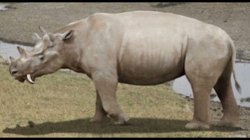 Уинтатерий Uintatherium