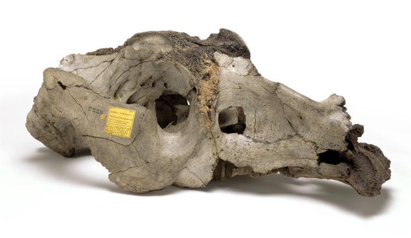 Toxodon platensis