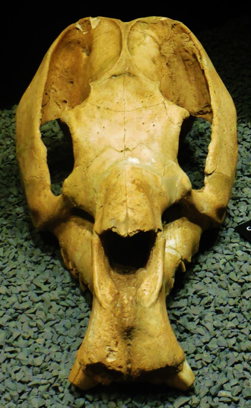 Toxodon platensis