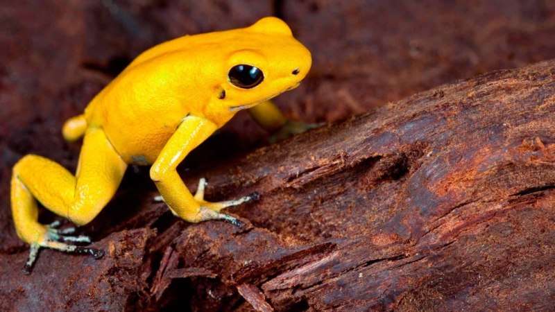 Golden Poison Dart Frog