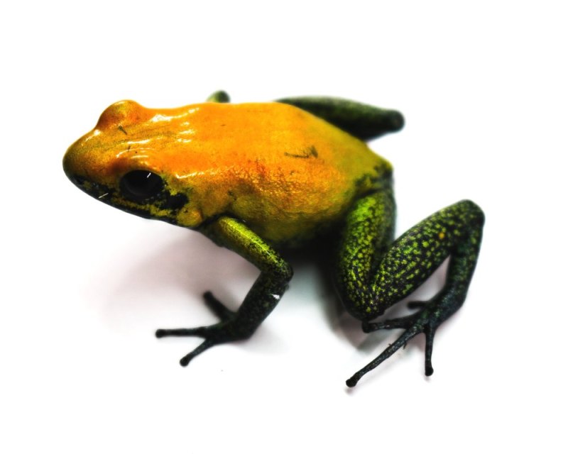 Phyllobates terribilis геккон