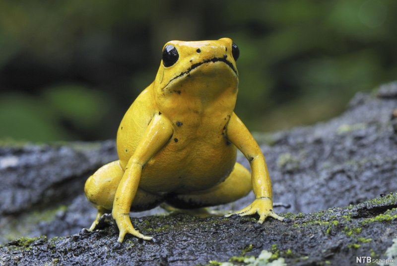 Ужасный листолаз (phyllobates terribilis)
