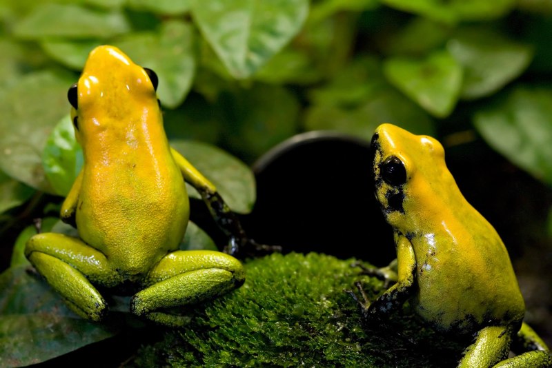 Ужасный листолаз (phyllobates terribilis)
