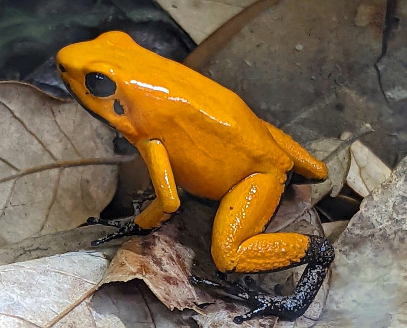 Phyllobates terribilis Orange Blackfoot