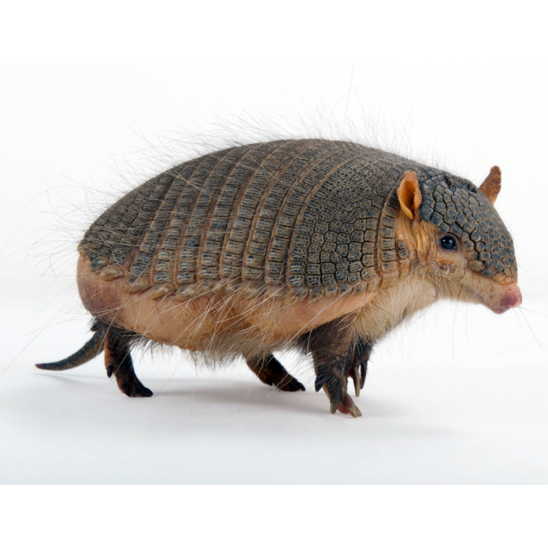 Щетинистый броненосец (Chaetophractus villosus)