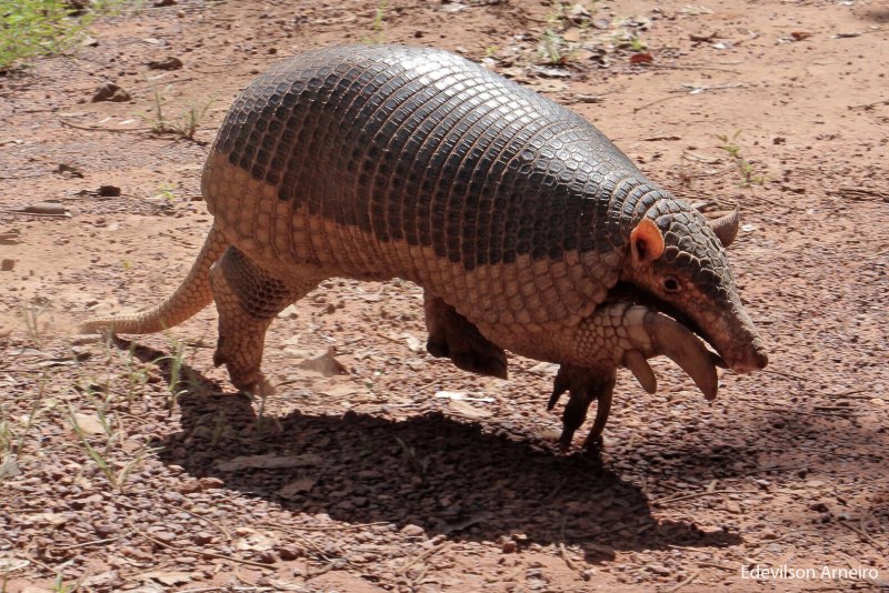 Гигантский броненосец priodontes Maximus