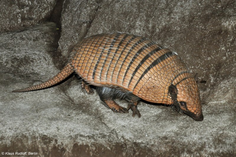 Euphractus sexcinctus