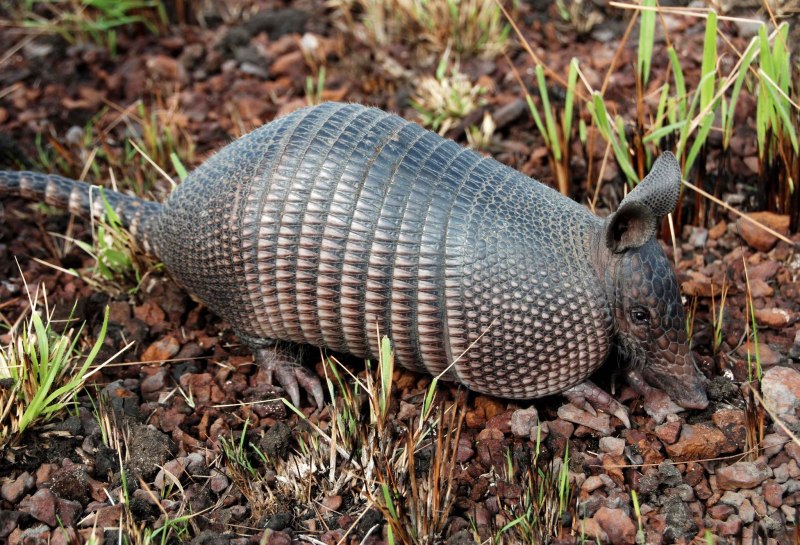 Dasypus sabanicola