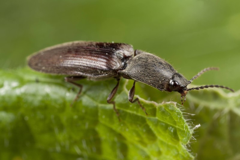 Щелкуны (Elateridae)