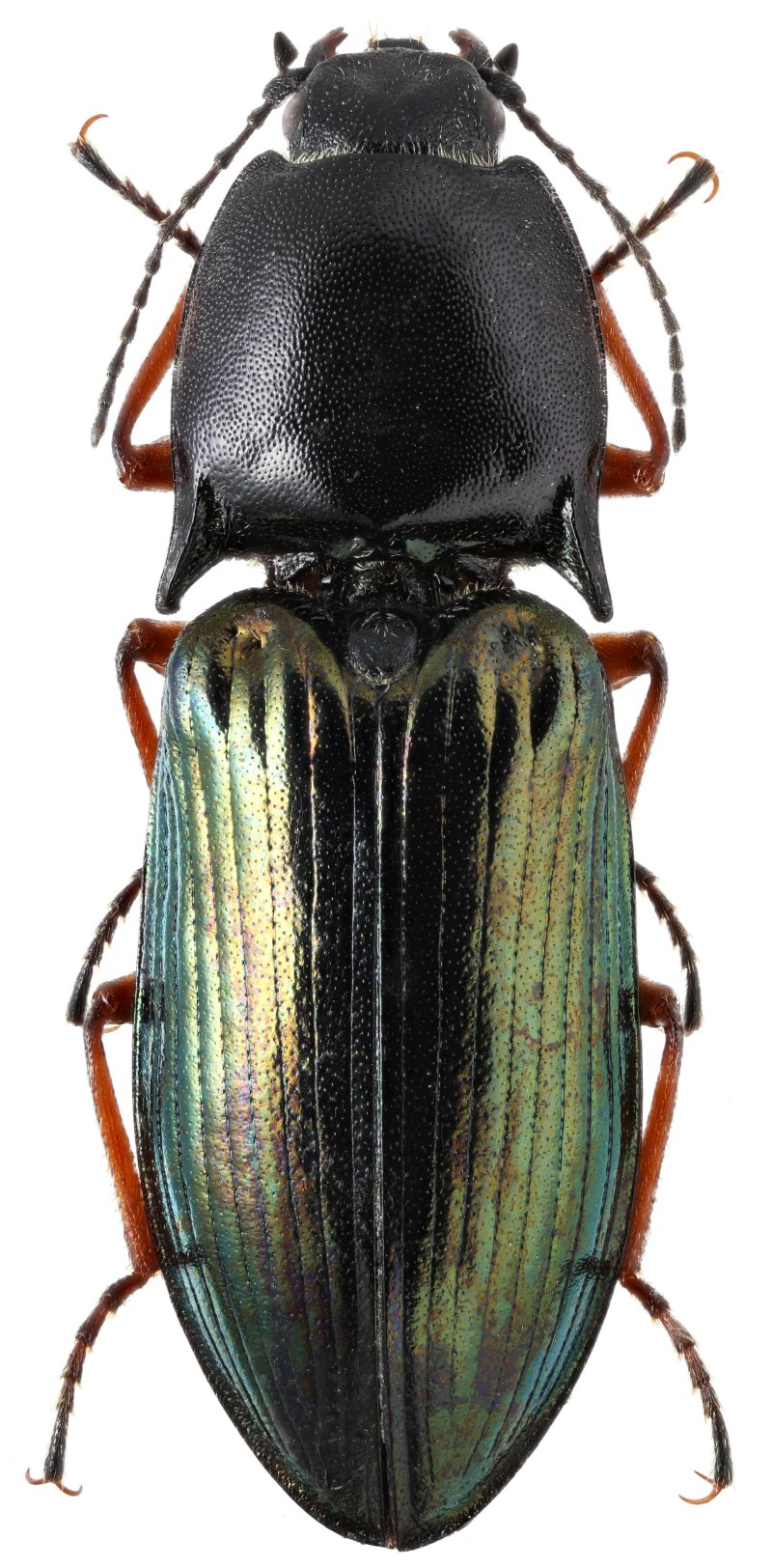 Coleoptera, Elateridae