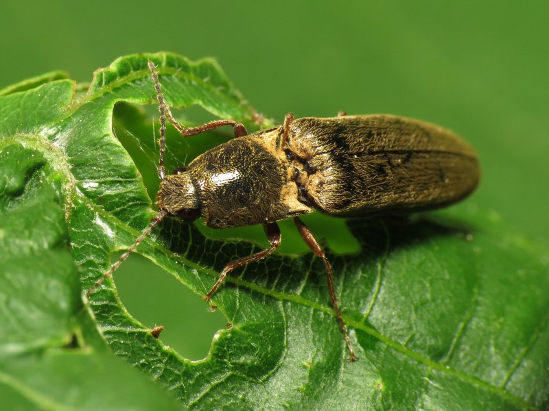 Click-Beetles (Elateridae) Jump