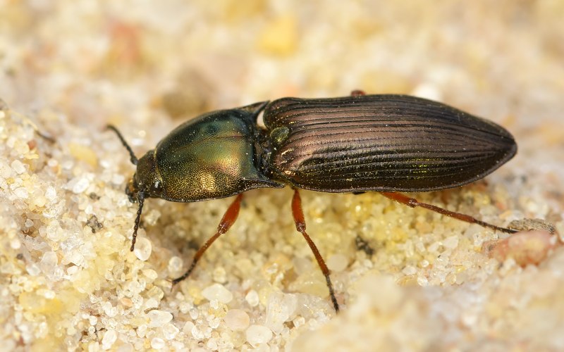 Malachius aeneus (Linnaeus, 1758)