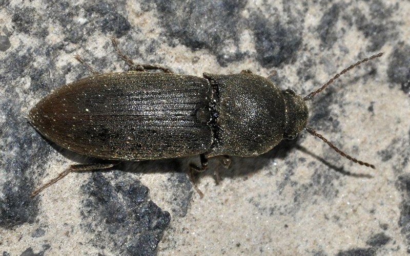 Helochares Obscurus