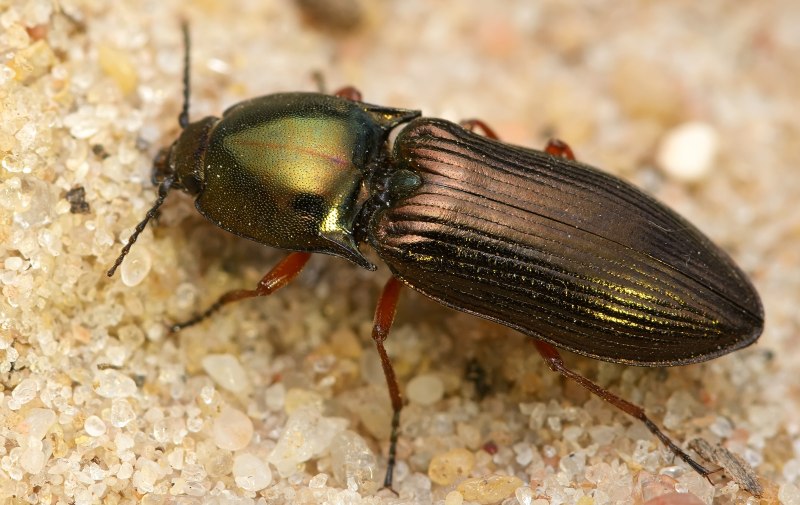 Selatosomus aeneus (Linnaeus, 1758)