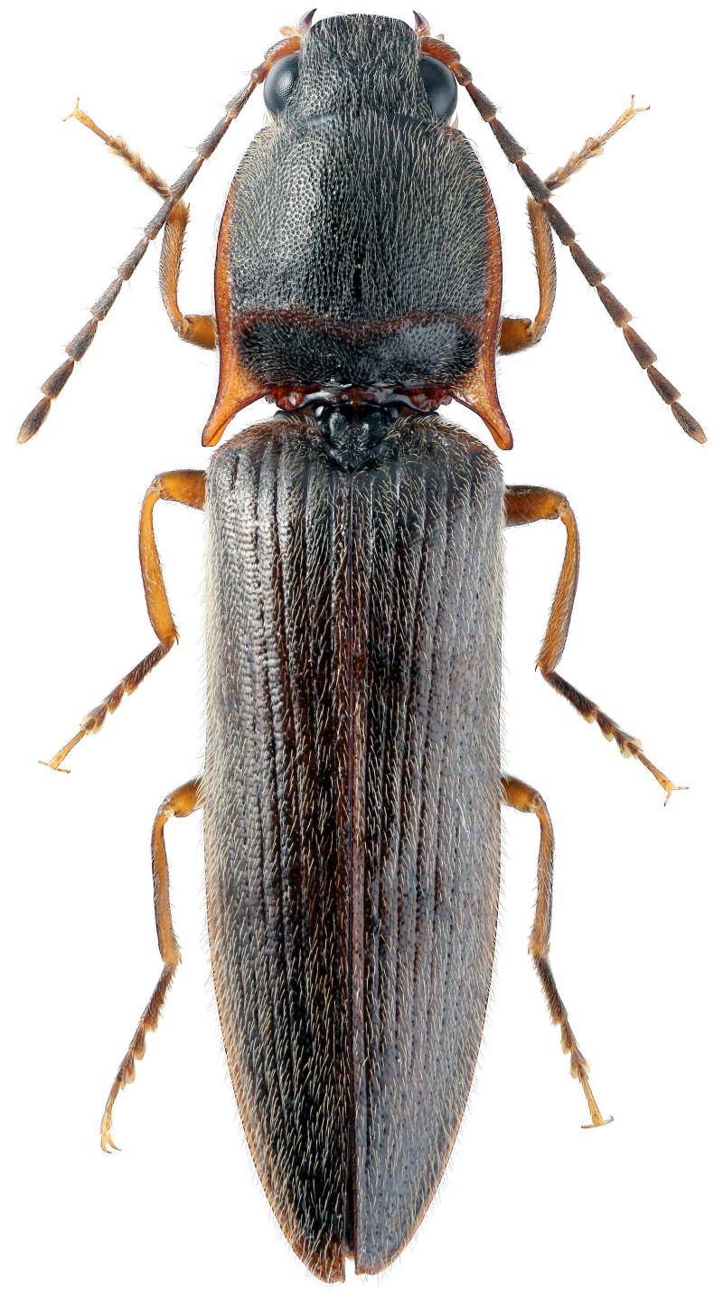 Cyanorus Singularis