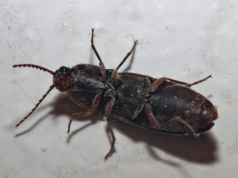 Черный Жук Elateridae