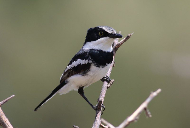 Batis Molitor