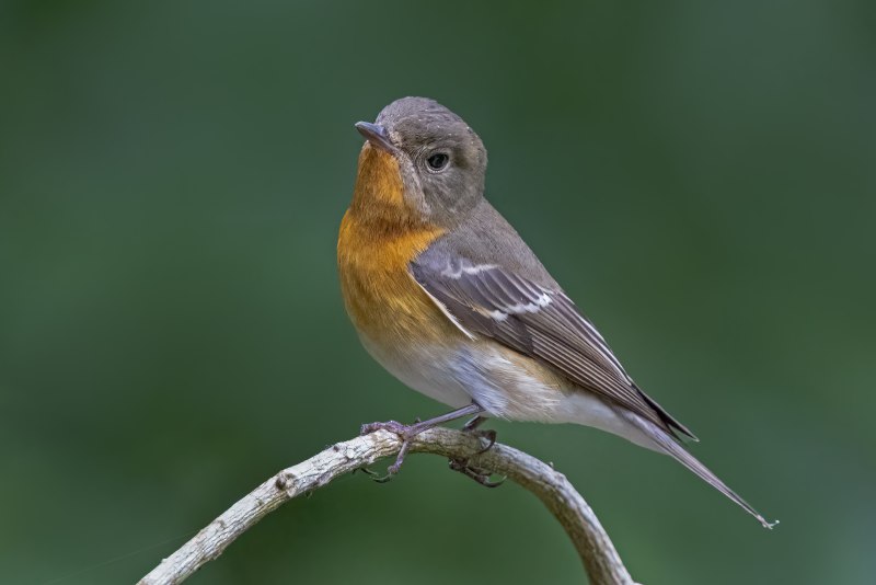 Мухоловка мугимаки