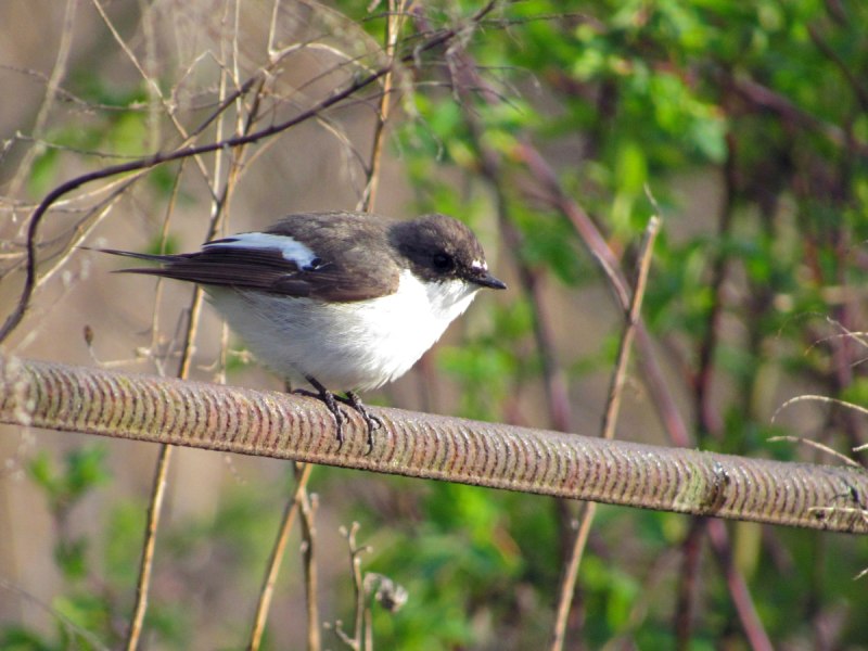 Ficedula hypoleuca Fly