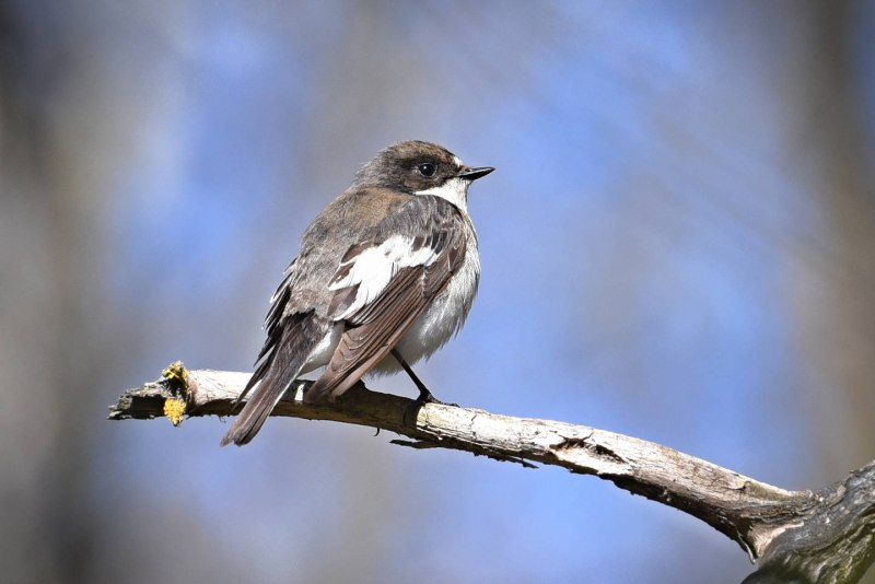Мухоловка пеструшка птенец с червями