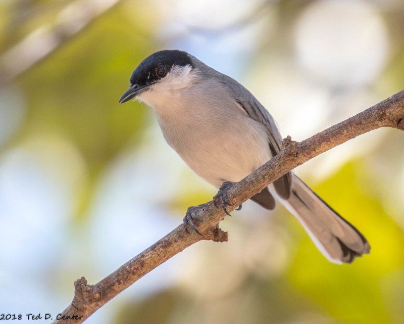 Черноголовая гаичка Parus palustris