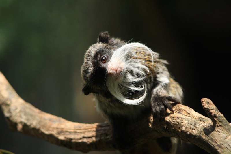 Saguinus inustus