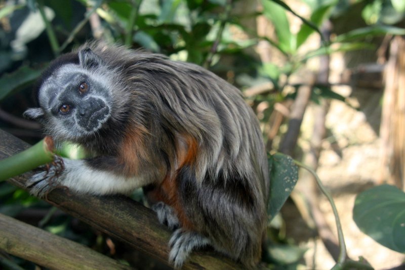 Saguinus mystax