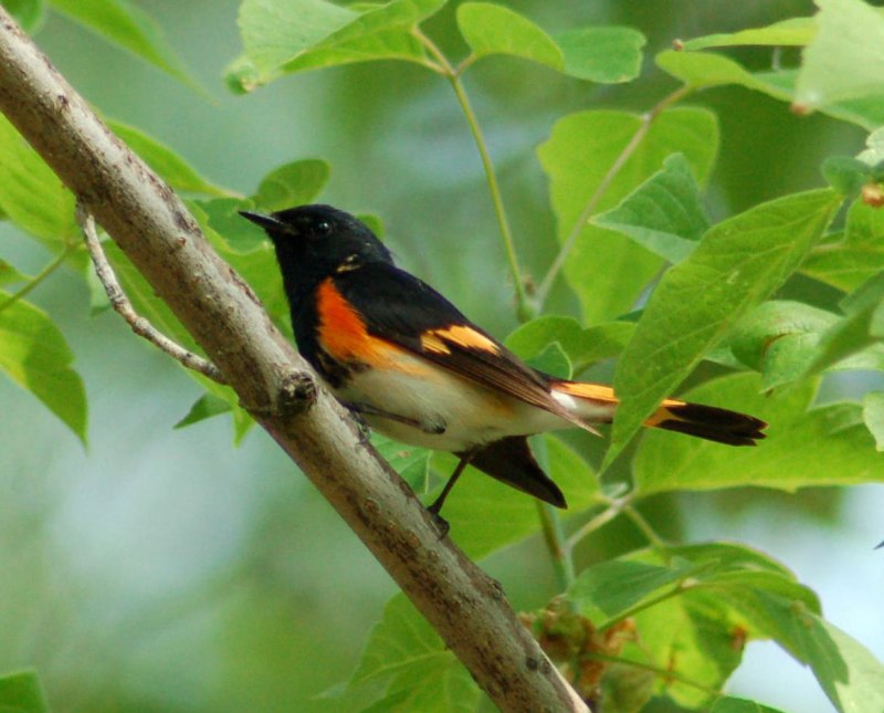 American Redstart
