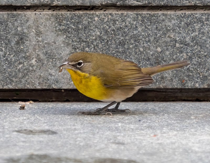 A Yellow breasted chat Fly