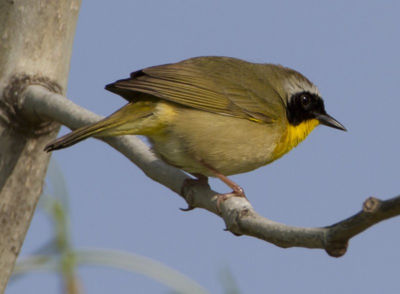 Желтогорлый певун (Geothlypis trichas)