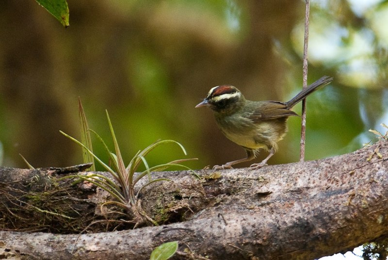 Warbler Rufous capped