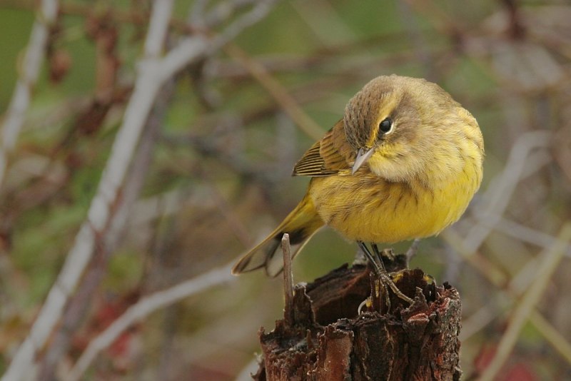 Palm Warbler (Dendroica palmarum)