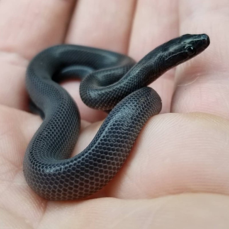 Boaedon fuliginosus