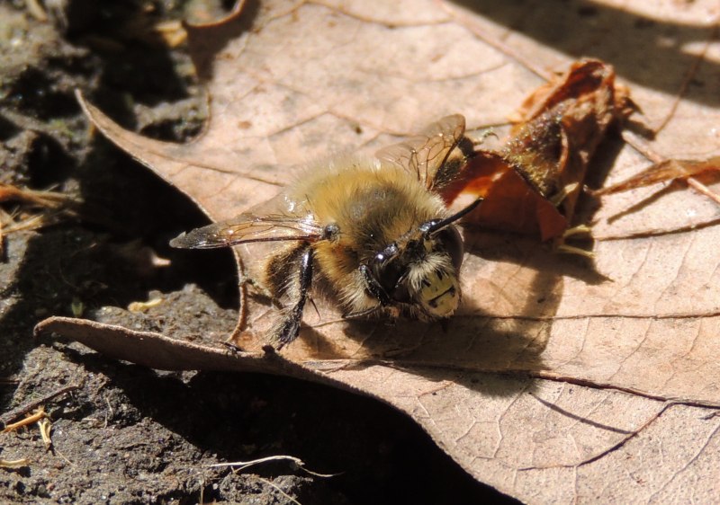 Anthophora erschowi