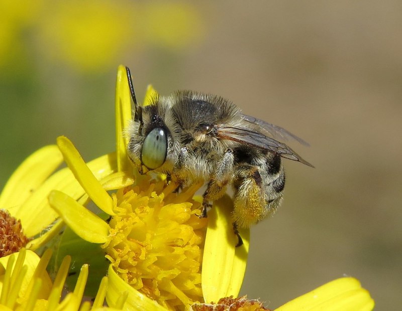 Anthophora bimaculata