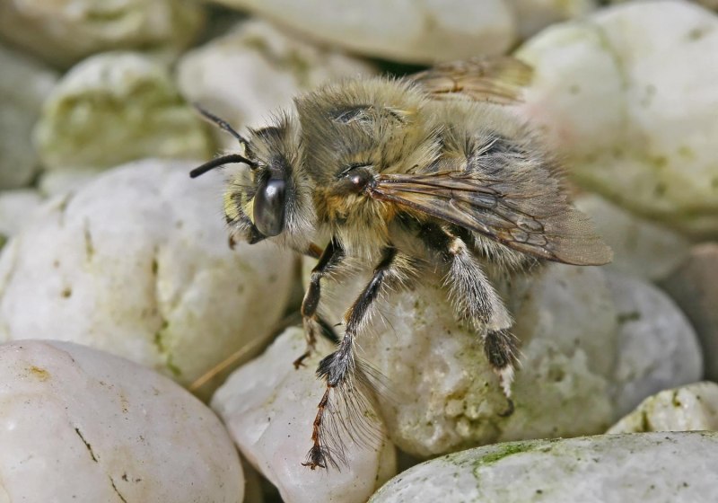 Anthophora pumilis