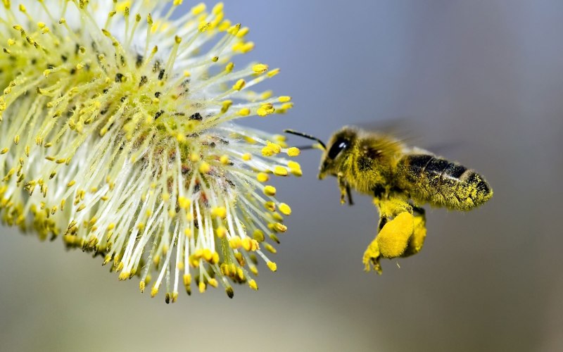 Пчелиная пыльца (Bee pollen)