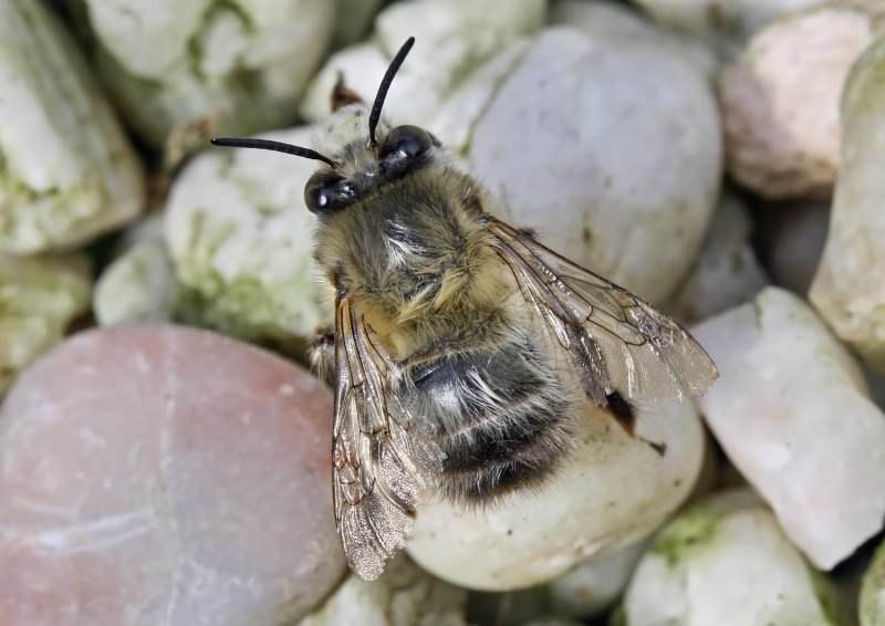Anthophora acervorum