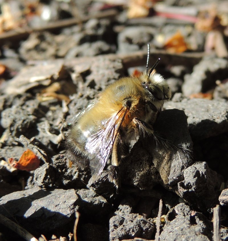 Anthophora personata