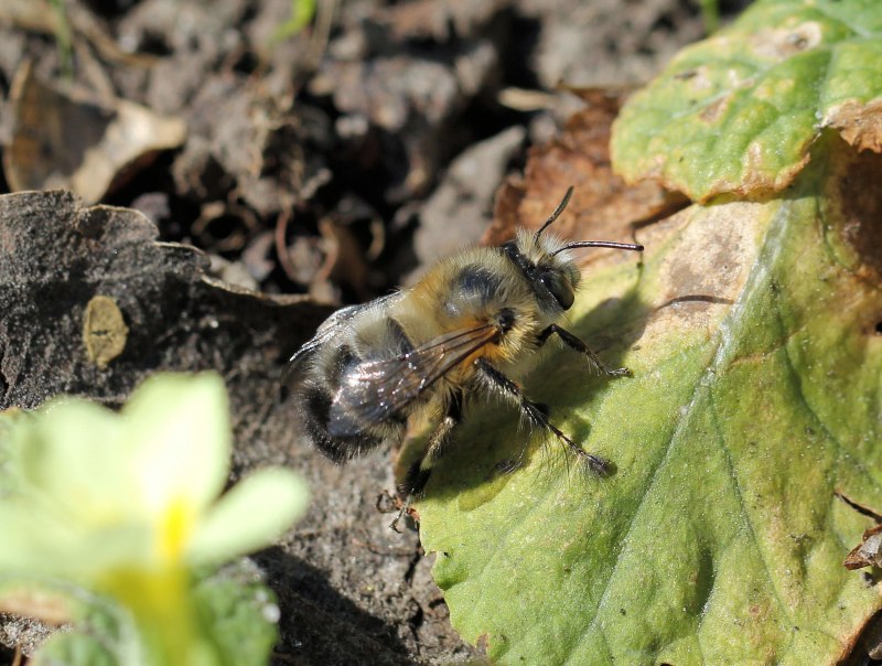 Anthophora personata