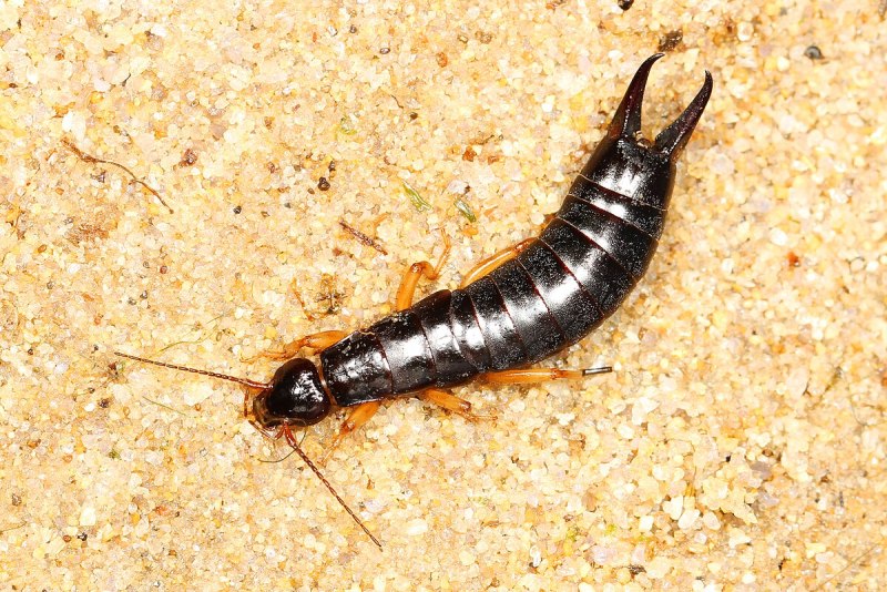 Anisolabis maritima