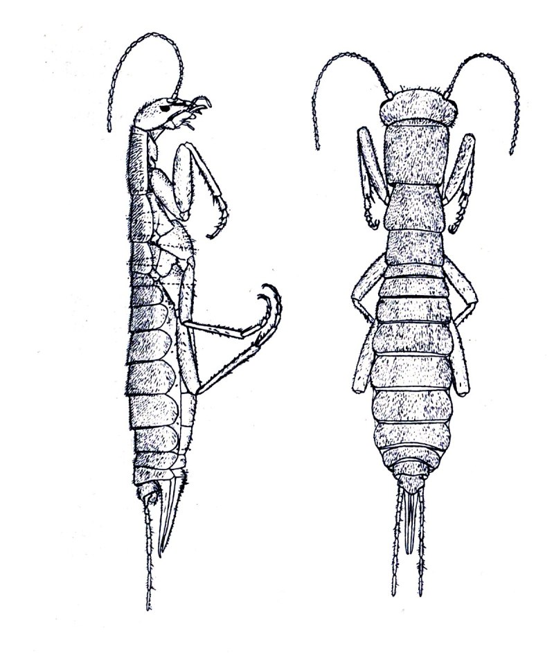 Amphimoea walkeri