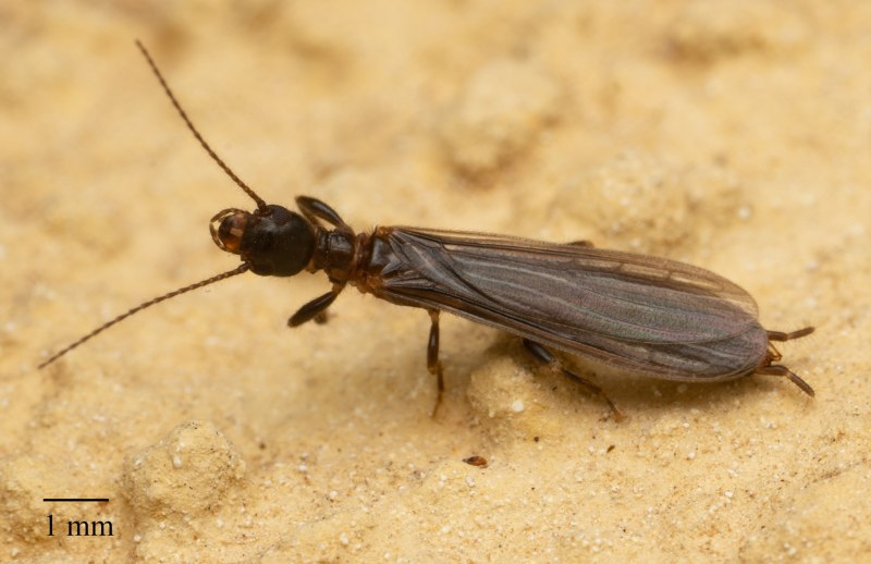 Oligotoma nigra