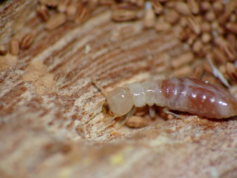 Kalotermes flavicollis