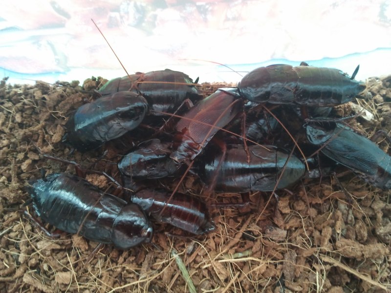Cryptocercus relictus