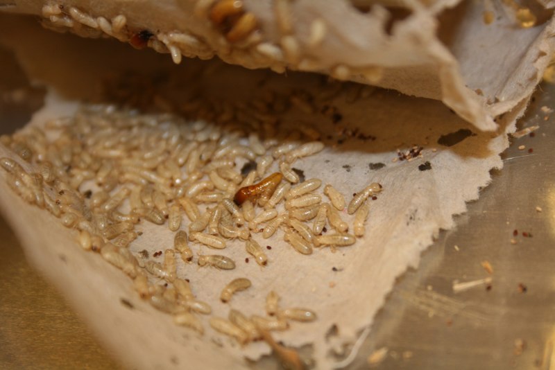 Термиты "Subterranean Termite"